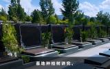 墓地栽柏树几棵好？墓地种柏树讲究