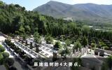 墓地栽树有什么讲究？墓地栽树的4大要点