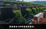 墓地栽什么树对后人好？墓地栽这6种树寓意特别好