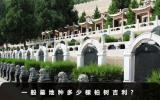 一般墓地种多少棵柏树吉利？
