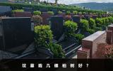 坟墓栽几棵柏树好？