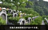 祖坟栽几棵柏树好？祖坟栽几棵柏树取决于这4个方面