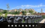 坟地栽几棵柏树好？