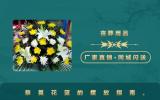 丧葬用品祭奠花篮怎么摆放？祭奠花篮的摆放指南