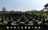 端午节上坟用什么花？端午节上坟用的7种花