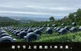 端午节上坟用什么水果？端午节上坟用的5种水果