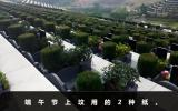 端午节上坟用什么颜色的纸？端午节上坟用的2种纸