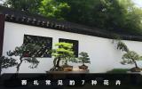 葬礼送什么花？葬礼常见的7种花卉