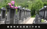 墓地种米兰花好吗？墓地种米兰花的3个好处