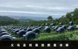 义乌金姓墓地有多少？义乌金姓墓地数量详解