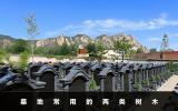 一般墓地种什么树？墓地常用的两类树木
