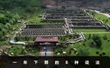 一年下葬有什么说法？一年下葬的8种说法